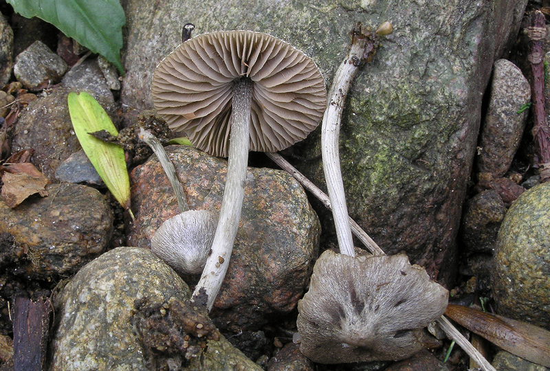 Entoloma araneosum